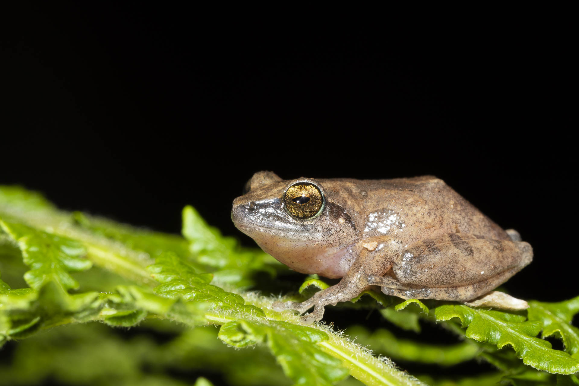 Wayanad Bush Frog or Dark-eared Bush Frog Pseudophilautus wynaadensis